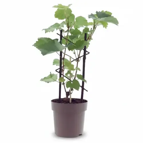 JUNAVERA Vitis vinifera 'Muskaat van Alexandrië' | 40 cm hoog | 15 cm pot