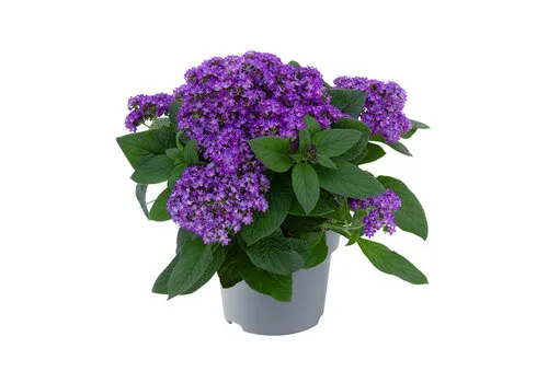 JUNAVERA Heliotroop Honey Blue | Vanilleplant | 10 cm pot | 22 cm hoog