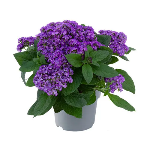 JUNAVERA Heliotroop Honey Blue | Vanilleplant | 10 cm pot | 22 cm hoog