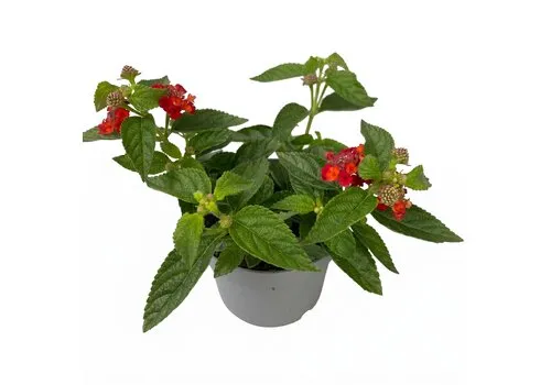 JUNAVERA Wisselbloem Lantana camara 'Simon Orange' | 20 cm hoog | 10 cm pot