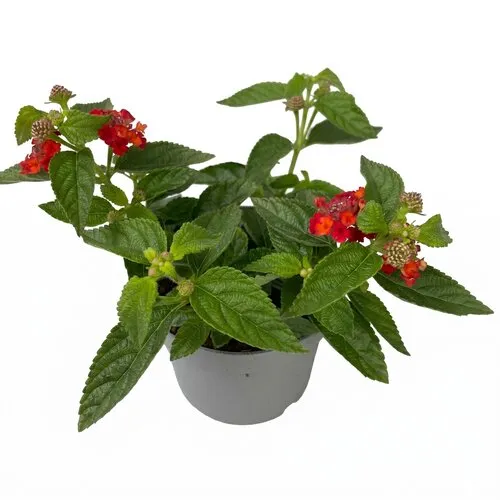 JUNAVERA Wisselbloem Lantana camara 'Simon Orange' | 20 cm hoog | 10 cm pot