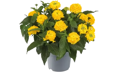 JUNAVERA Wisselbloem Lantana camara 'Simon Lemon' | 20 cm hoog | 10 cm pot