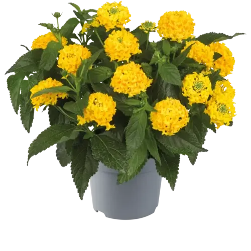 JUNAVERA Wisselbloem Lantana camara 'Simon Lemon' | 20 cm hoog | 10 cm pot