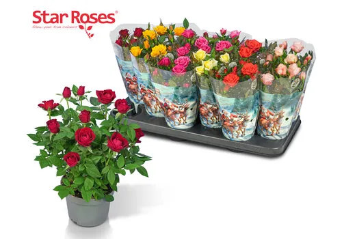 JUNAVERA Star Roses potroos mix | diverse kleuren | 10 cm pot | 26 cm hoog | per stuk