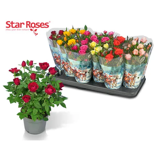 JUNAVERA Star Roses potroos mix | diverse kleuren | 10 cm pot | 26 cm hoog | per stuk