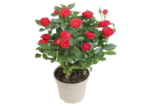 JUNAVERA Potroos rood | 26 cm hoog | 10 cm pot