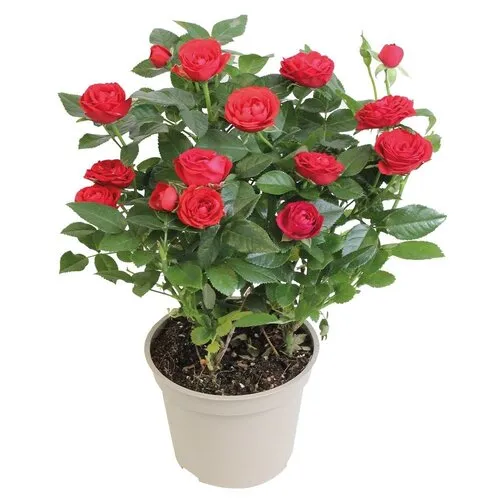 JUNAVERA Potroos rood | 26 cm hoog | 10 cm pot