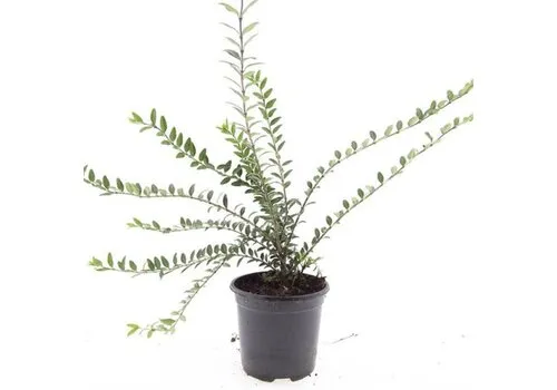 JUNAVERA Lonicera pileata | 45 cm hoog | 15 cm pot