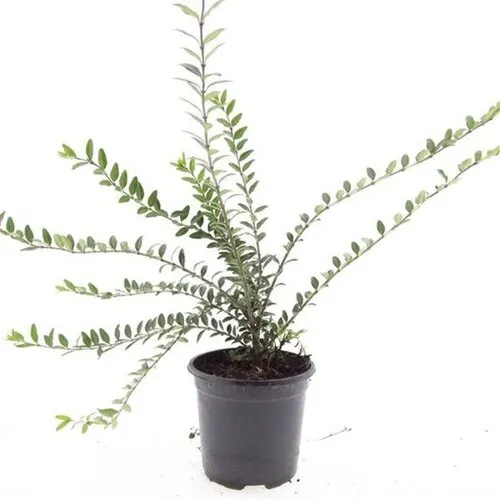 JUNAVERA Lonicera pileata | 45 cm hoog | 15 cm pot