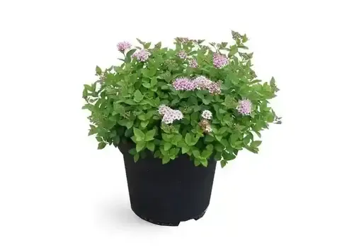 JUNAVERA Spiraea japonica 'Little Princess' | 25 cm hoog | 15 cm pot
