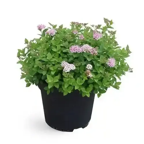 JUNAVERA Spiraea japonica 'Little Princess' | 25 cm hoog | 15 cm pot