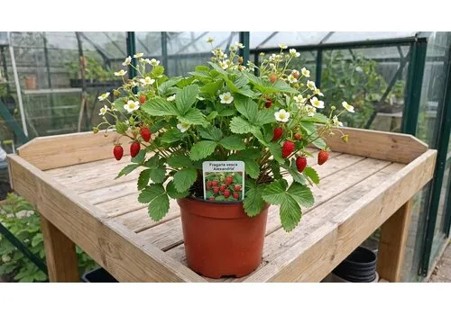 JUNAVERA Fragaria vesca 'Alexandria' | Bosaardbei | 30 cm hoog | 17 cm pot