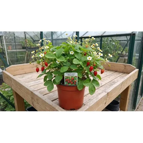JUNAVERA Fragaria vesca 'Alexandria' | Bosaardbei | 30 cm hoog | 17 cm pot
