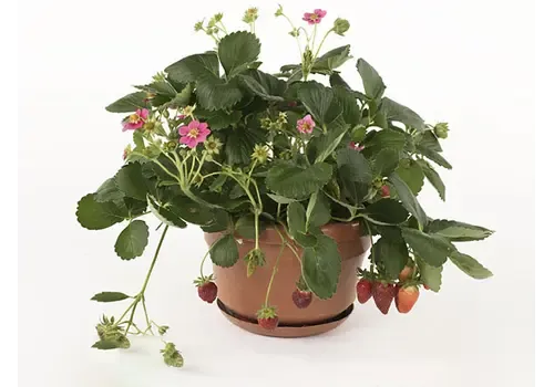 JUNAVERA Fragaria 'Fragoo' | aardbei met roze bloemen | 17 cm pot | 20 cm hoog