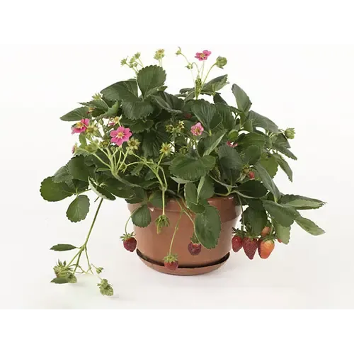 JUNAVERA Fragaria 'Fragoo' | aardbei met roze bloemen | 17 cm pot | 20 cm hoog