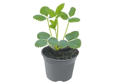 JUNAVERA Aardbeienplant | 9 cm pot | ca. 10 tot 15 cm hoog