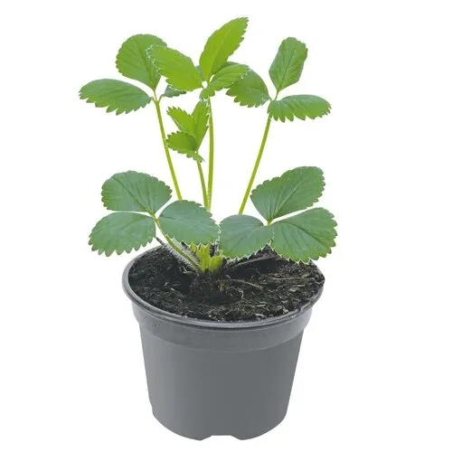 JUNAVERA Aardbeienplant | 9 cm pot | ca. 10 tot 15 cm hoog