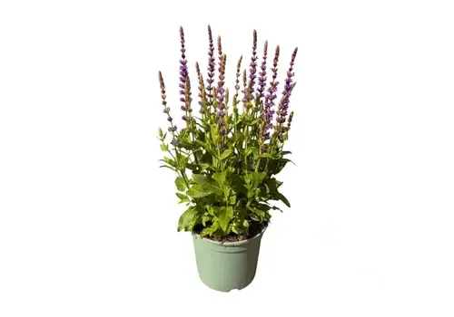 JUNAVERA Salvia nemorosa 'Ostfriesland' | Salie | 50 cm hoog | 13 cm pot