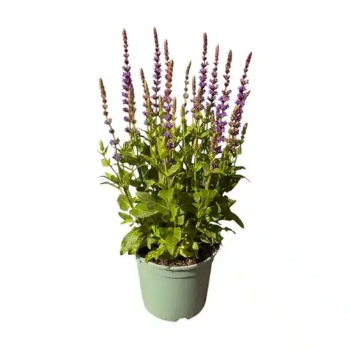 JUNAVERA Salvia nemorosa 'Ostfriesland' | Salie | 50 cm hoog | 13 cm pot