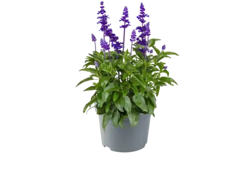 JUNAVERA Salvia farinacea | Meelsalie | 20 tot 30 cm hoog | 13 cm pot