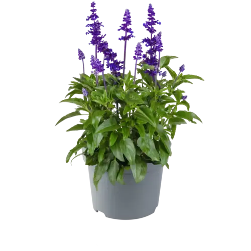 JUNAVERA Salvia farinacea | Meelsalie | 20 tot 30 cm hoog | 13 cm pot