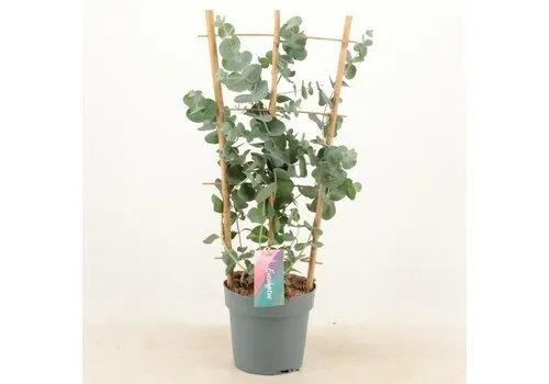 JUNAVERA Eucalyptus cinerea Silver Dollar op piramide klimrek | 65 cm hoog | 17 cm pot