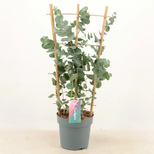 JUNAVERA Eucalyptus cinerea Silver Dollar op piramide klimrek | 65 cm hoog | 17 cm pot