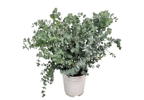 JUNAVERA Eucalyptus cinerea Silver Dollar | Opgebonden | 65 cm hoog | 17 cm pot