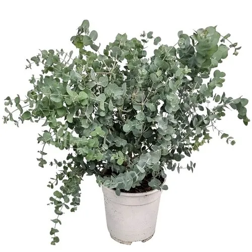 JUNAVERA Eucalyptus cinerea Silver Dollar | Opgebonden | 65 cm hoog | 17 cm pot