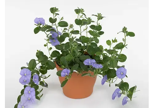JUNAVERA Convolvulus sabatius 'Early Blue' blauwe winde | 10 cm pot | 15 cm hoog