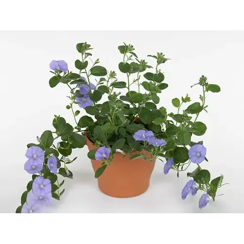 JUNAVERA Convolvulus sabatius 'Early Blue' blauwe winde | 10 cm pot | 15 cm hoog