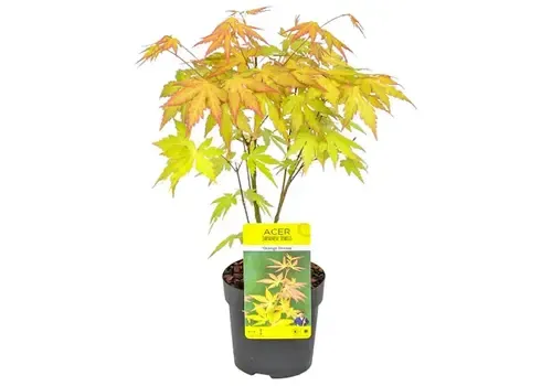 JUNAVERA Acer palmatum Orange Dream | 40 cm hoog | 10 cm pot