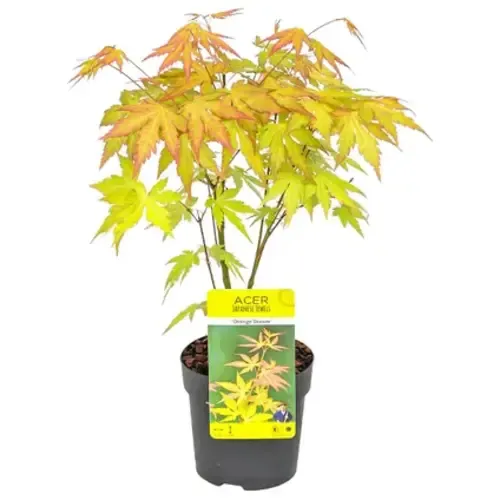 JUNAVERA Acer palmatum Orange Dream | 40 cm hoog | 10 cm pot