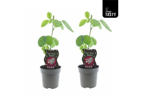 JUNAVERA Glycine max | Sojaboon | ca. 20 tot 30 cm hoog | 15 cm pot