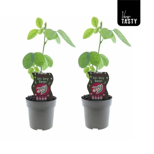 JUNAVERA Glycine max | Sojaboon | ca. 20 tot 30 cm hoog | 15 cm pot
