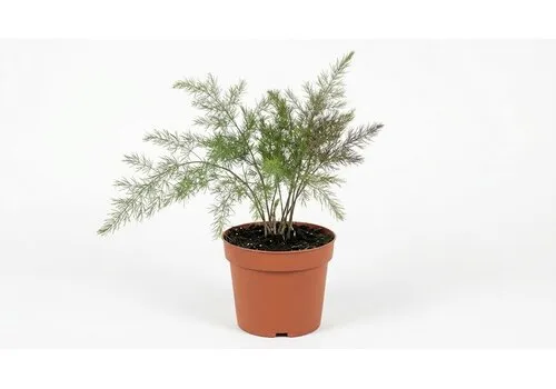 JUNAVERA Asparagus officinalis 'Erasmus' | paarse asperge | 15 cm pot | ca. 20 cm hoog