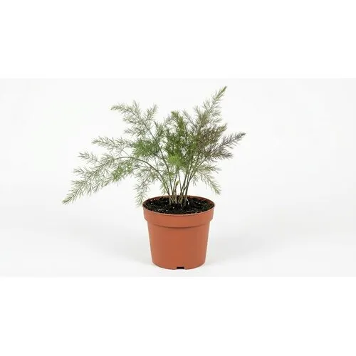 JUNAVERA Asparagus officinalis 'Erasmus' | paarse asperge | 15 cm pot | ca. 20 cm hoog
