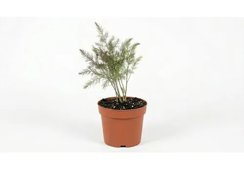 JUNAVERA Asparagus officinalis 'Gijnlim' | Eetbare asperge plant | 15 cm pot