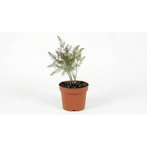 JUNAVERA Asparagus officinalis 'Gijnlim' | Eetbare asperge plant | 15 cm pot