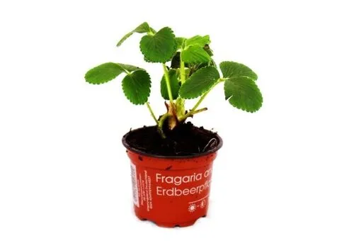 JUNAVERA Fragaria Raspberry | Frambozenaardbei | 10 tot 15 cm hoog | 9 cm pot