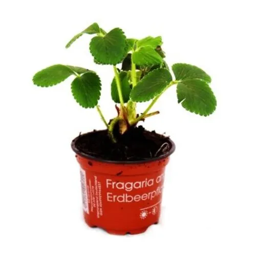 JUNAVERA Fragaria Raspberry | Frambozenaardbei | 10 tot 15 cm hoog | 9 cm pot