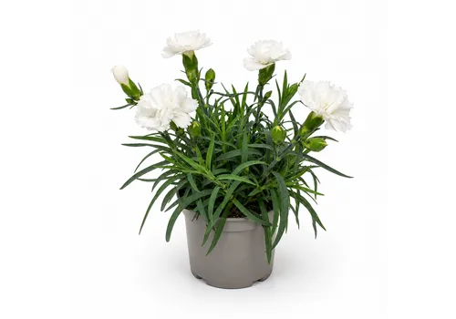 JUNAVERA Dianthus Dinah | 15 cm hoog | 9 cm pot