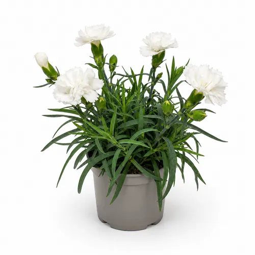 JUNAVERA Dianthus Dinah | 15 cm hoog | 9 cm pot
