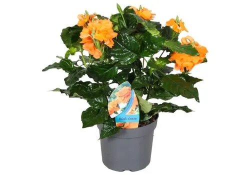 JUNAVERA Crossandra infundibuliformis 'Fortuna' | 13 cm pot | ca. 25 cm hoog