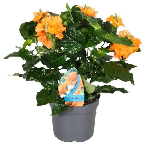 JUNAVERA Crossandra infundibuliformis 'Fortuna' | 13 cm pot | ca. 25 cm hoog