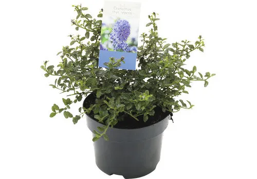 JUNAVERA Ceanothus thyrsiflorus var. repens | Amerikaanse sering | 25 cm hoog | 17 cm pot