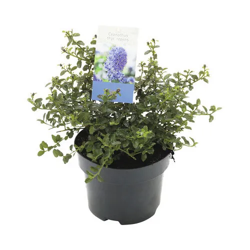 JUNAVERA Ceanothus thyrsiflorus var. repens | Amerikaanse sering | 25 cm hoog | 17 cm pot