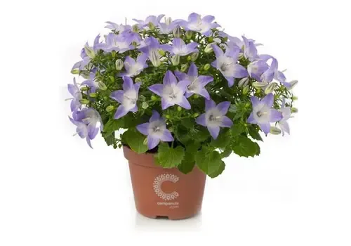 JUNAVERA Campanula isophylla Berlin Bicolor | 11 cm pot | ca. 15 cm hoog