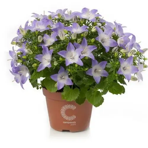 JUNAVERA Campanula isophylla Berlin Bicolor | 11 cm pot | ca. 15 cm hoog