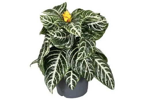 JUNAVERA Aphelandra squarrosa 'Dania' | Zebraplant | 13 cm pot | 35 cm
